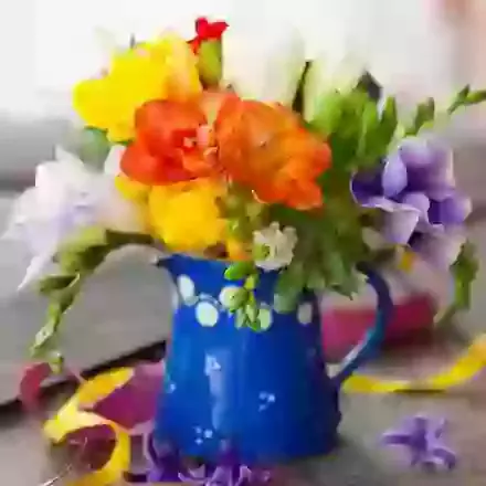 Freesia 